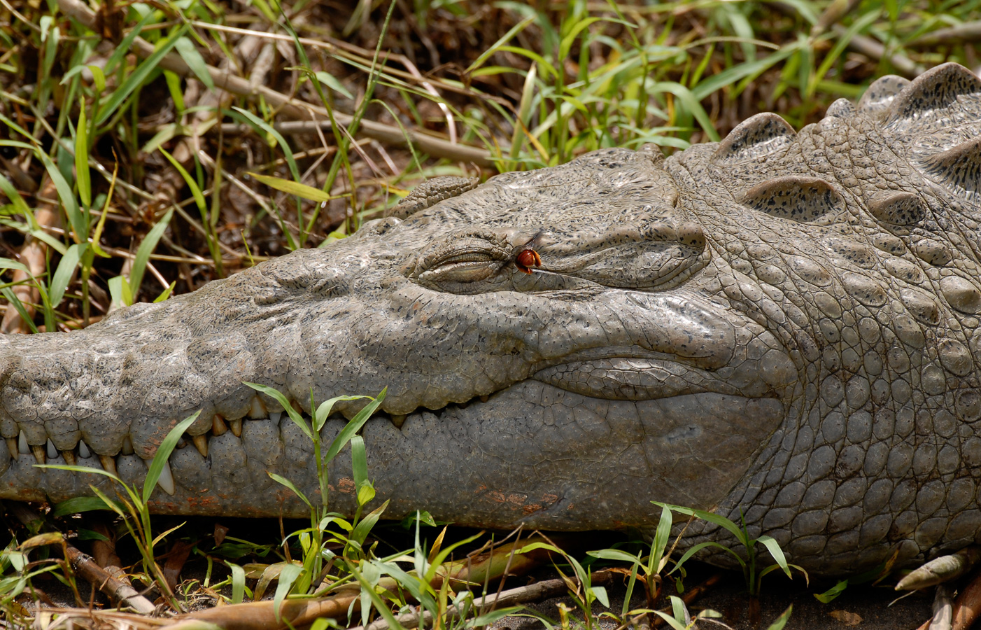 Crocodylus acutus [400 mm, 1/320 Sek. bei f / 6.3, ISO 200]